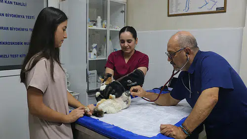 Meme kanserine yakalanan kedi "Benek" ameliyatla sağlığına kavuştu