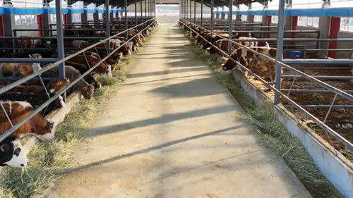 Çiftçilere müjde! Destekleme ödemeleri hesaplara aktarıldı
