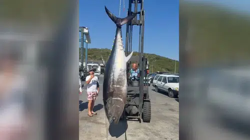 Balıkçılar 2 metre 80 santim boyunda orkinos yakaladı