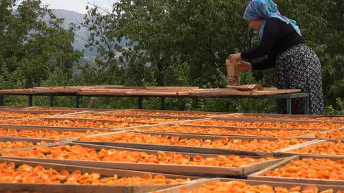 İsrafın önüne geçti, kuru meyvelerle ihracata gözünü dikti