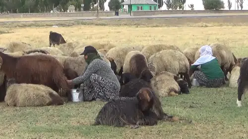 Yayladaki üç aylık mesainin ardından köye dönüş başladı