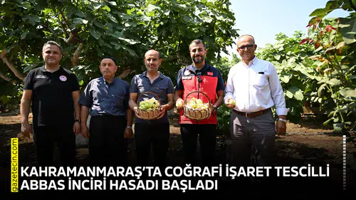 Kahramanmaraş’ta coğrafi işaret tescilli Abbas İnciri hasadı başladı