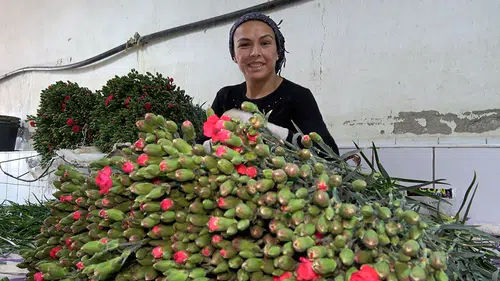 Isparta'da yetişen karanfiller Arupa'ya ihraç ediliyor