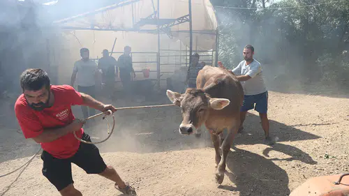 Otlukta çıkan yangın sera ve manda çiftliğinde paniğe neden oldu