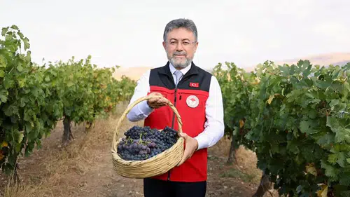 Bu sene 3 milyon 850 bin tonluk bir üzüm üretimi gerçekleşmiş olacak
