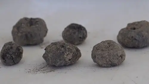 Havran siyah incirinin 8 bin yıllık kalıntıları bulundu