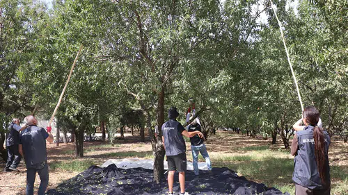 Orman arazisi, yabancı gönüllüleri kaynaştırıp ihtiyaç sahiplerine gelir kapısı oldu