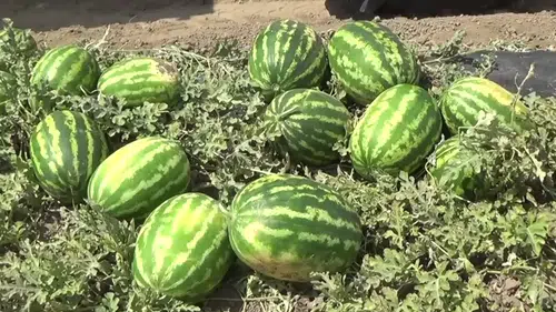 Muş'ta 230 bin ton karpuz üretilmesi bekleniyor