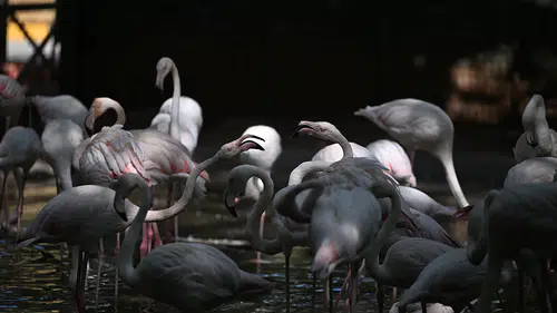 Gaziantep Doğal Yaşam Parkı'ndaki flamingo sayısı 52'ye ulaştı