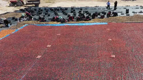 Farklı illerden toplanan erikler kurutarak iç ve dış piyasaya satıyor