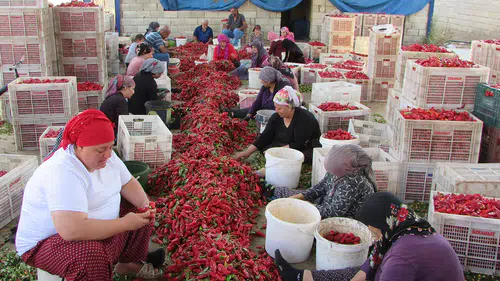 İslahiye'de biber hasadının ardından acılı mesai başladı