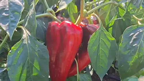 Bafra Ovası’nda yetişiyor, Kahramanmaraş mutfağına ulaşıyor