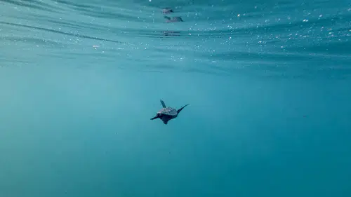 Kızılot sahilinde 1600 yuvadan 40 bin caretta caretta denizle buluştu