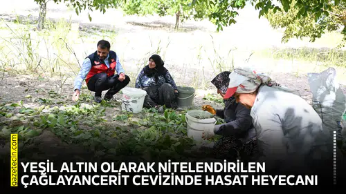 Yeşil altın olarak nitelendirilen Çağlayancerit Cevizinde hasat heyecanı