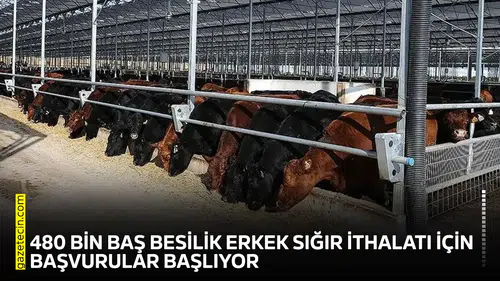 480 bin baş besilik erkek sığır ithalatı için başvurular başlıyor
