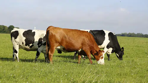 GEKİS ile her büyükbaş hayvanın dijital bir kimliği olacak