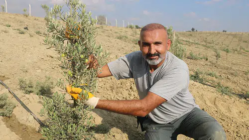 Adanalı gazinin tarıma merakı 950 ağaçlık zeytin bahçesine dönüştü