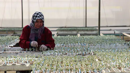Tohumculukta 1850 firma devlet desteğiyle sektörü zirveye taşıyor