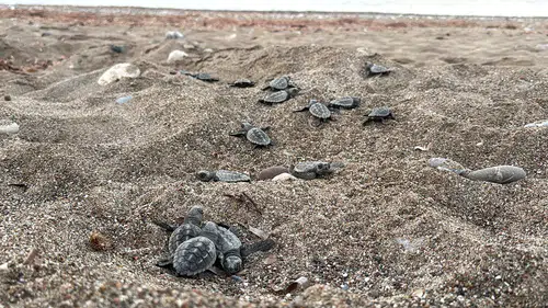 Yaklaşık 200 bin caretta caretta yavrusu denize ulaştı