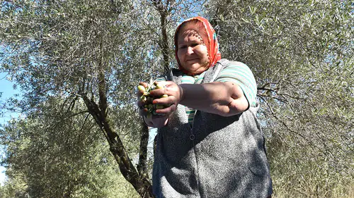 Ödüllü üretici, ailesinin asırlık zeytincilik geleneğini yaşatıyor