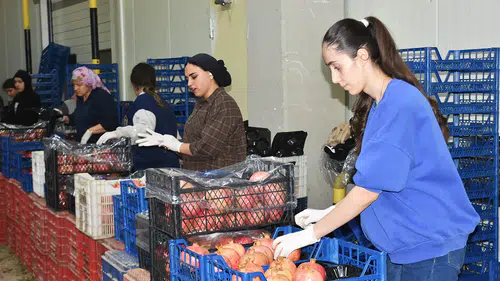 Batı Akdeniz'de 9 aylık yaş meyve ihracatı yüzde 53,5 arttı