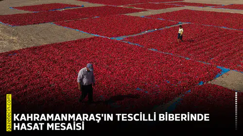 Kahramanmaraş'ın tescilli biberinde hasat mesaisi