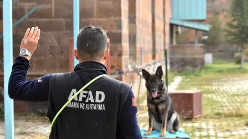 Van'da arama kurtarma köpekleri, hayat kurtarmak için eğitiliyor