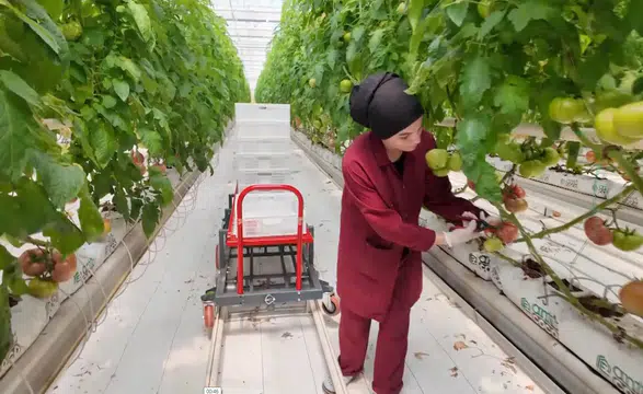 Topraksız tarım yöntemiyle yetiştirilen domatesin hasadı yapıldı