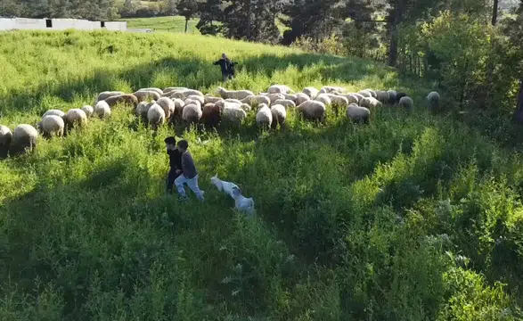 Minik çobanlar yetiştirdikleri kuzu ve oğlaklarla dereceye girmek için yarışacak