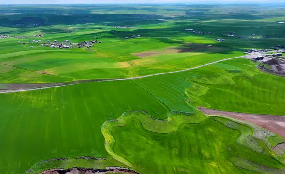 Artan yağış buğdayda yüksek verim beklentisini artırdı