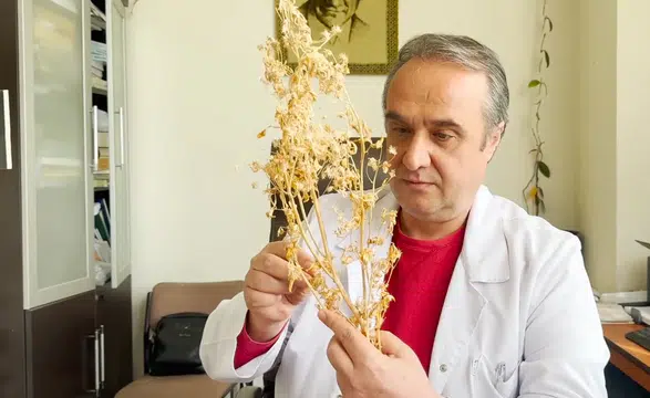 21 yıllık çalışmayla geliştirilen çemen otu çeşidi Ateş Mavisi tescillendi