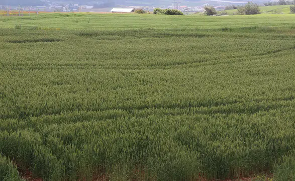Çiftçiler artan yağışların etkisiyle buğdaydan yüksek verim bekliyor