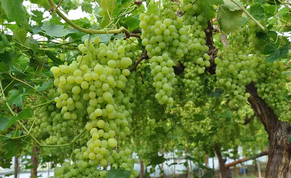 Örtü altında üzüm hasadı başladı