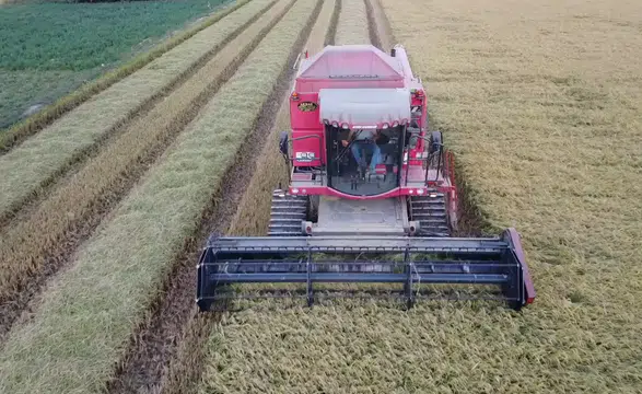 Çeltiğin babası kuraklığa ve hastalıklara dayanıklı 3 çeşit daha geliştirdi