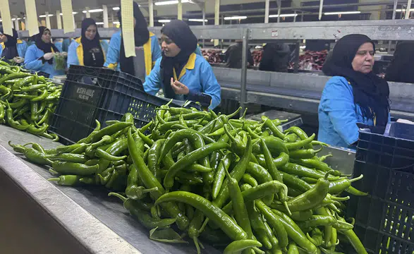 Türkiye'nin biber ihracatının yüzde 74'ü Batı Akdeniz'den