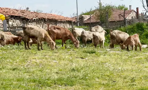 Türkiye'de ıslah projeleri yerli keçi ırklarında sayıyı artırıyor