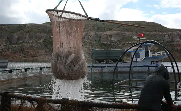 Barajlardaki su seviyesinde yaşanan artış balıkçılara umut oldu