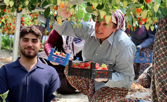 Çilek üretimini yapay zekayla buluşturan genç, ilk hasadıyla ihracata açıldı