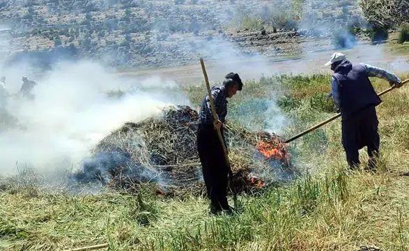 Gaziantep'te coğrafi işaretli "firik" üretimi başladı