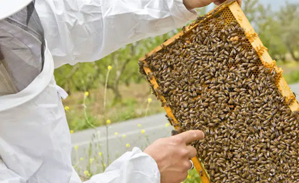 Türkiye bal üretiminde dünyada ilk üçte