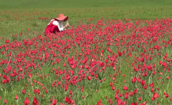 Yayılış alanı daralan Muş lalesi bilim insanlarının takibinde