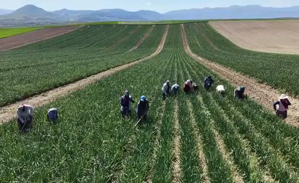 Kadınlar Emek ve Dayanışma Günü'nde tarlada çapa mesaisinde