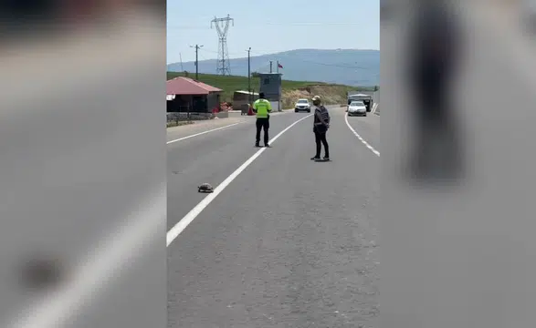 Polis yolun karşısına geçen kaplumbağa için trafiği durdurdu
