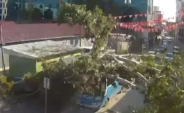 Durakta yolcu alan halk otobüsünün üzerine ağaç devrildi
