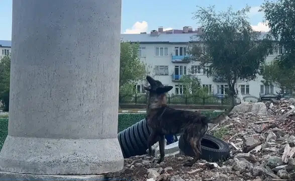 Enkazlarda büyütülen Ego, afetlerde can kurtarmak için hazır bekliyor