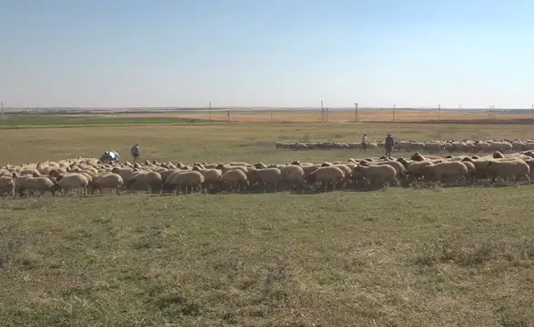Hayvan varlığı 400 bini aşan TİGEM'den damızlık desteği