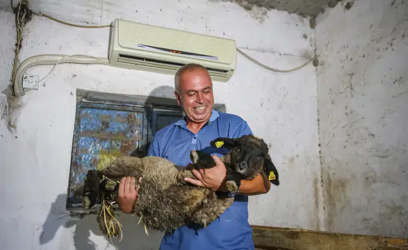 Adanalı besici sıcaktan etkilenen koyunlarını klimalı ahırda serinletiyor