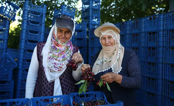 Hasadı devam eden "Yahyalı kirazı" yurt dışından talep görüyor