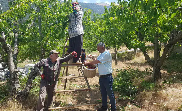 Amanos eteklerinde yetişen Napolyon kirazında hasat sürüyor