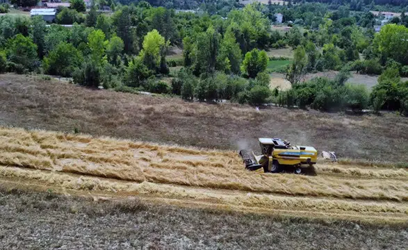 Kastamonu'da "buğdayın atası" siyezin hasadına başlandı